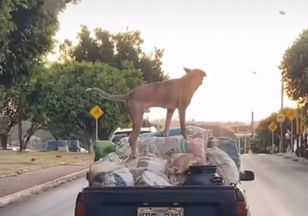 Ceres: Cachorro é flagrado em cima de caminhonete carregada com leite