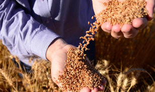 Soja responde por 73% das exportações do agronegócio em Goiás