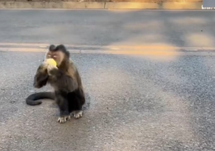 Macaquinho faminto surge em acostamento aceita fruta de motociclista