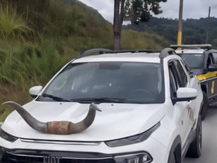 Dono de Fiat Toro é multado por circular com chifres no capô