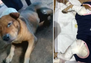 Morre cachorro que teve corpo queimado com gasolina, em Goiás