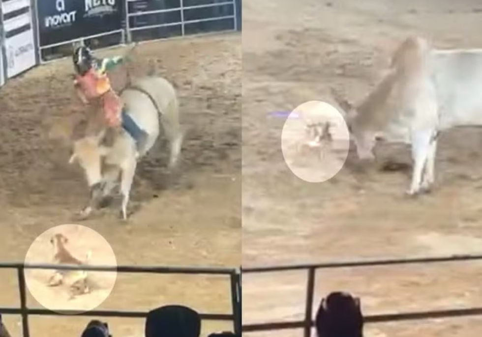 Caramelo que enfrentou touro em rodeio de Rialma ganha novo lar após viralizar nas redes sociais