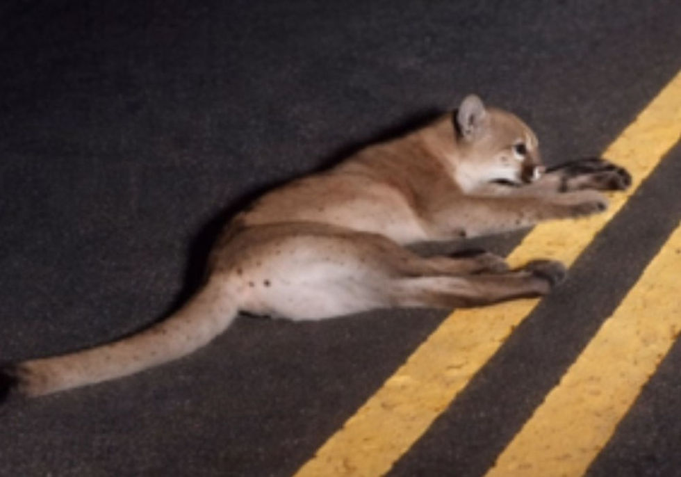 Onça-parda é atropelada na GO-529 entre São Francisco e Jesúpolis