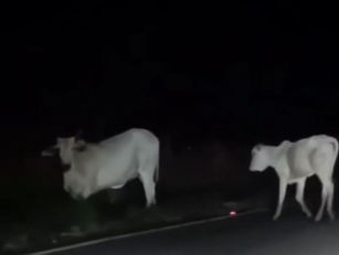 Animais na pista preocupam motoristas na GO-330, entre Santa Rosa e Petrolina de Goiás