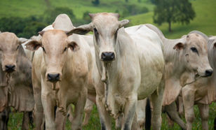 Goiás tem FCO Rural aprovado R$ 66,4 milhões em financiamentos