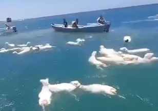 Navio que transportava ovelhas naufraga no Mar Vermelho e 160 animais acabam morrendo