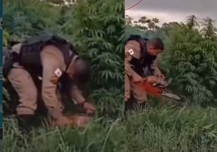 PM corta e queima mais de 500 pés de maconha em plantação mantida por família