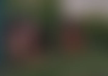 PM corta e queima mais de 500 pés de maconha em plantação mantida por família