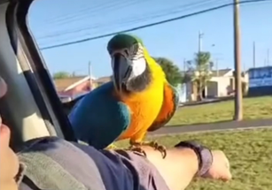 Arara ‘pega carona’ em viatura e cena surpreende policiais militares no interior de SP