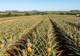 Jaraguá produz quase 70% do abacaxi de Goiás e se consolida como polo da fruta