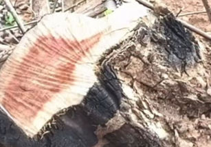 São Francisco de Goiás : Desmatamento irregular é descoberto pelo Batalhão Ambiental