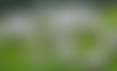 Prazo para declarar rebanho e vacina termina em Goiás termina essa semana