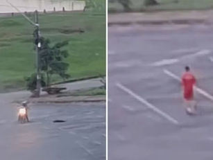 Morte de cachorro no Serra Dourada gera denúncias e versão de legítima defesa por bombeiro em Goiânia