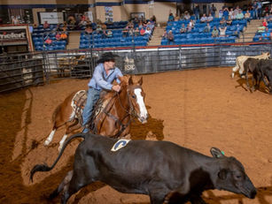 Ranch Sorting, rodeio e diversão infantil marcam mais um dia da Exposição Agropecuária de Jaraguá