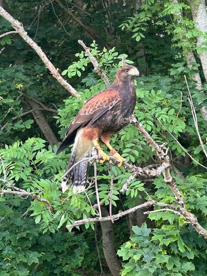 Falconry in pest management