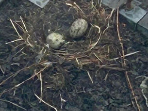 Nesting Gulls