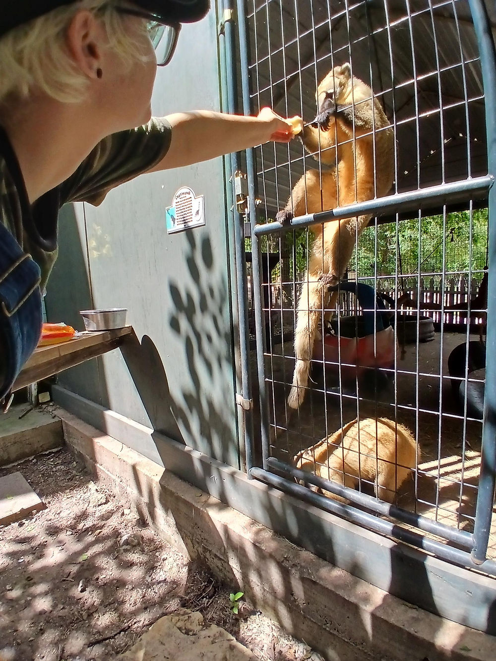 Person feeding a coati through a fence during a farm visit.