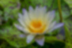 Nymphaea+'Green+Smoke'.jpg