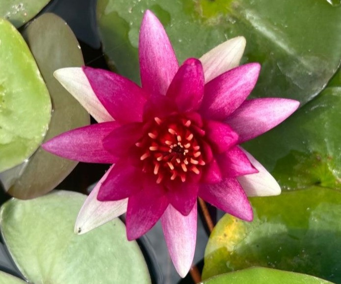 Color-changing; opens Cream-Yellow, turning Orange and ripening to Red