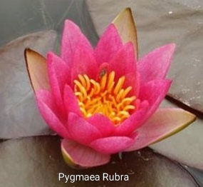 Deep Rose-Red to Crimson Flower: Star-shaped (Exquisite Miniature)