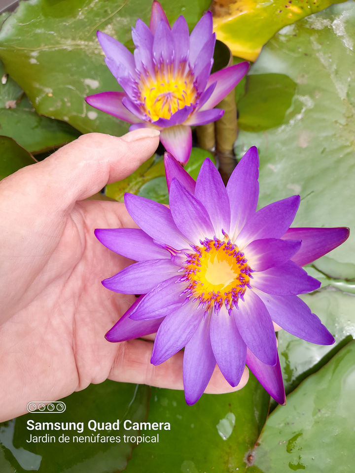 A vibrant plum-purple Nymphaea Panama Pacific tropical water lily with yellow centers blooming in a patio tub