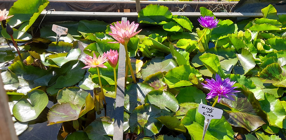 Pink and purple water lilies bloom among green leaves in a garden. A label reads "KING OF SIAM." Sunlight casts bright shadows.