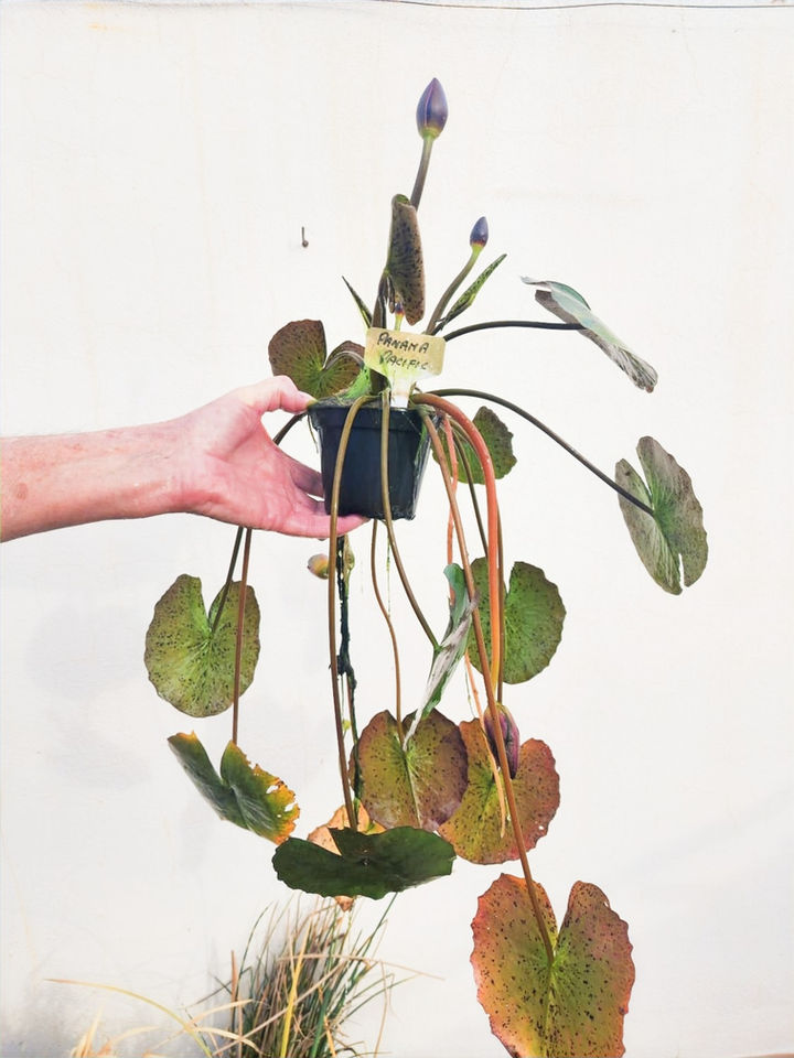 Typical plant in a 10cm pot ready to go