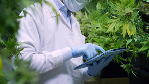 Study finds that cannabis may not negatively impact liver transplant patients