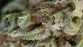 Cannabis Oil & Parkinson's Disease: A Possible Cure?