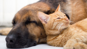 Experts: Medical Cannabis Could Have Long-Term Advantages For Pets
