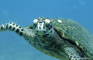 gallery_1.jpg