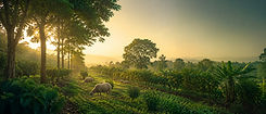 konsep-forestry.jpg