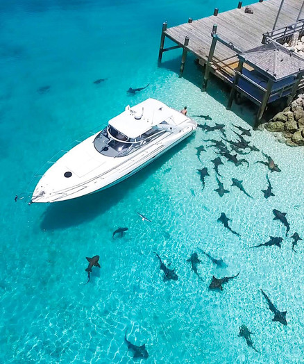42' Sunseeker - dock and sharks.jpeg