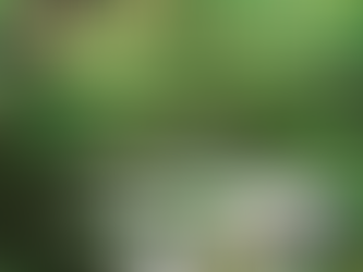 Nuovi Arrivi: Speciale IKEBANA & BONSAI