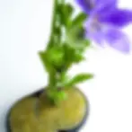 Miniatura: kenzan giapponese per ikebana