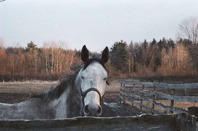local horse sitting