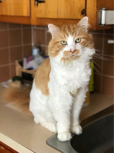 cat sitter in maynard ma