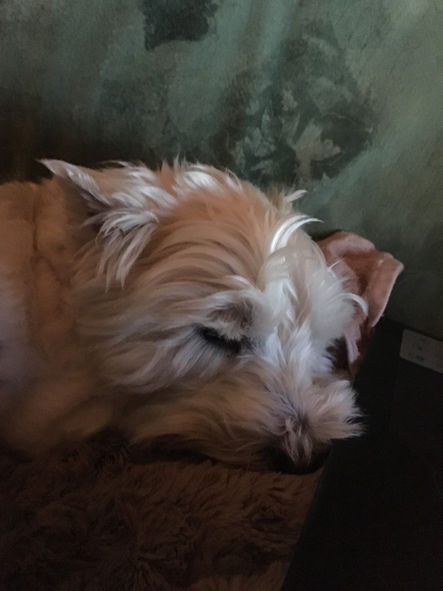 Westie sitting in stow and bolton