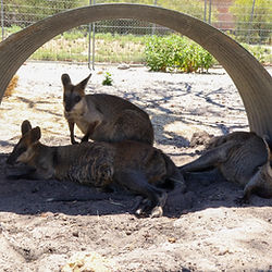 wallaby