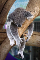 koala sleeping