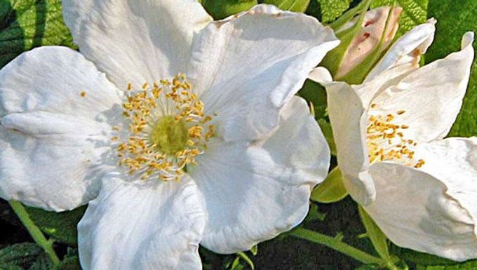R. rugosa alba