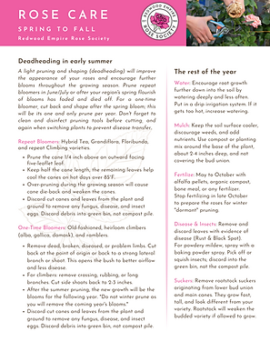 rose care spring to fall deadheading.png