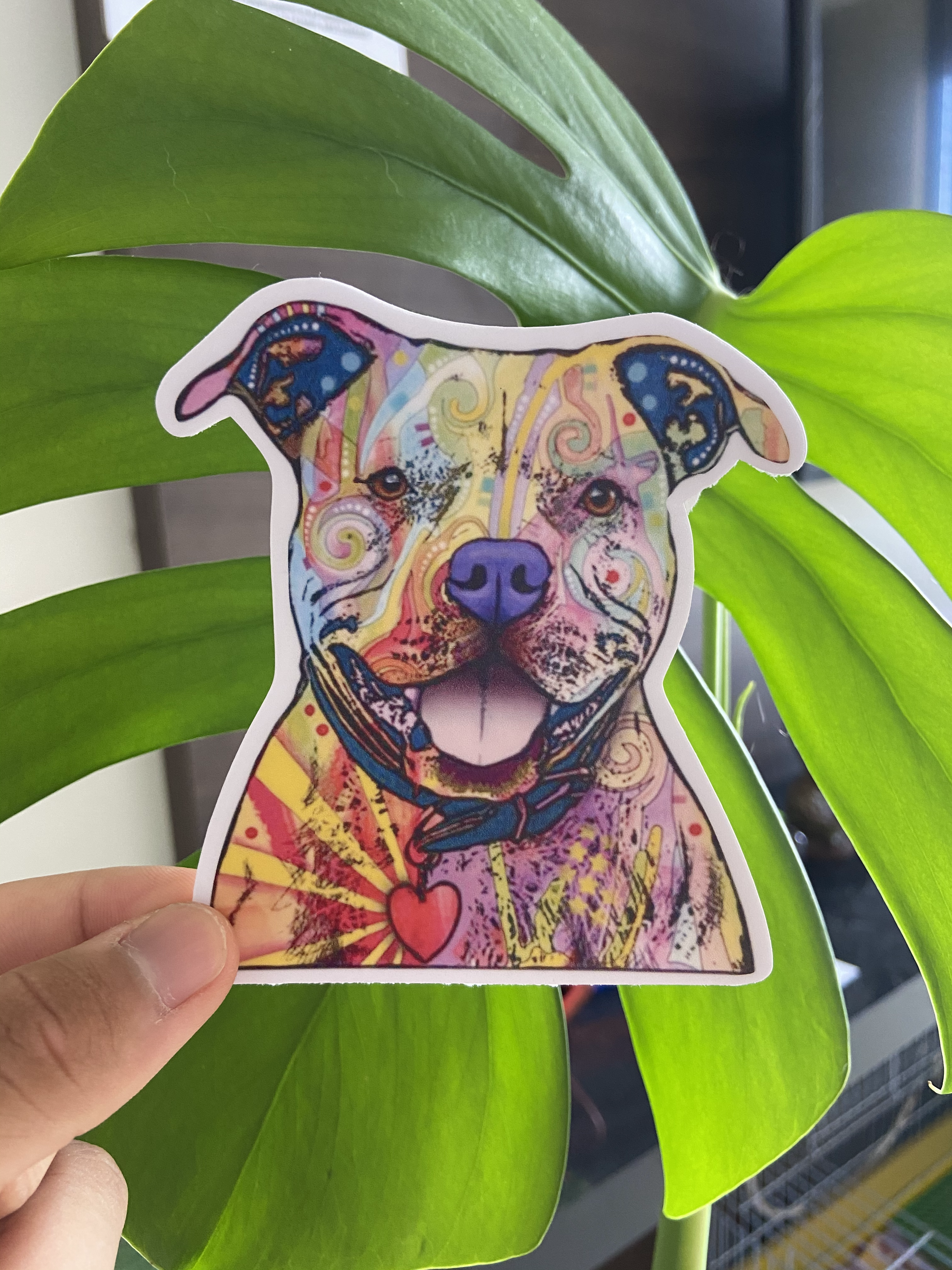 Pitbull Colorido