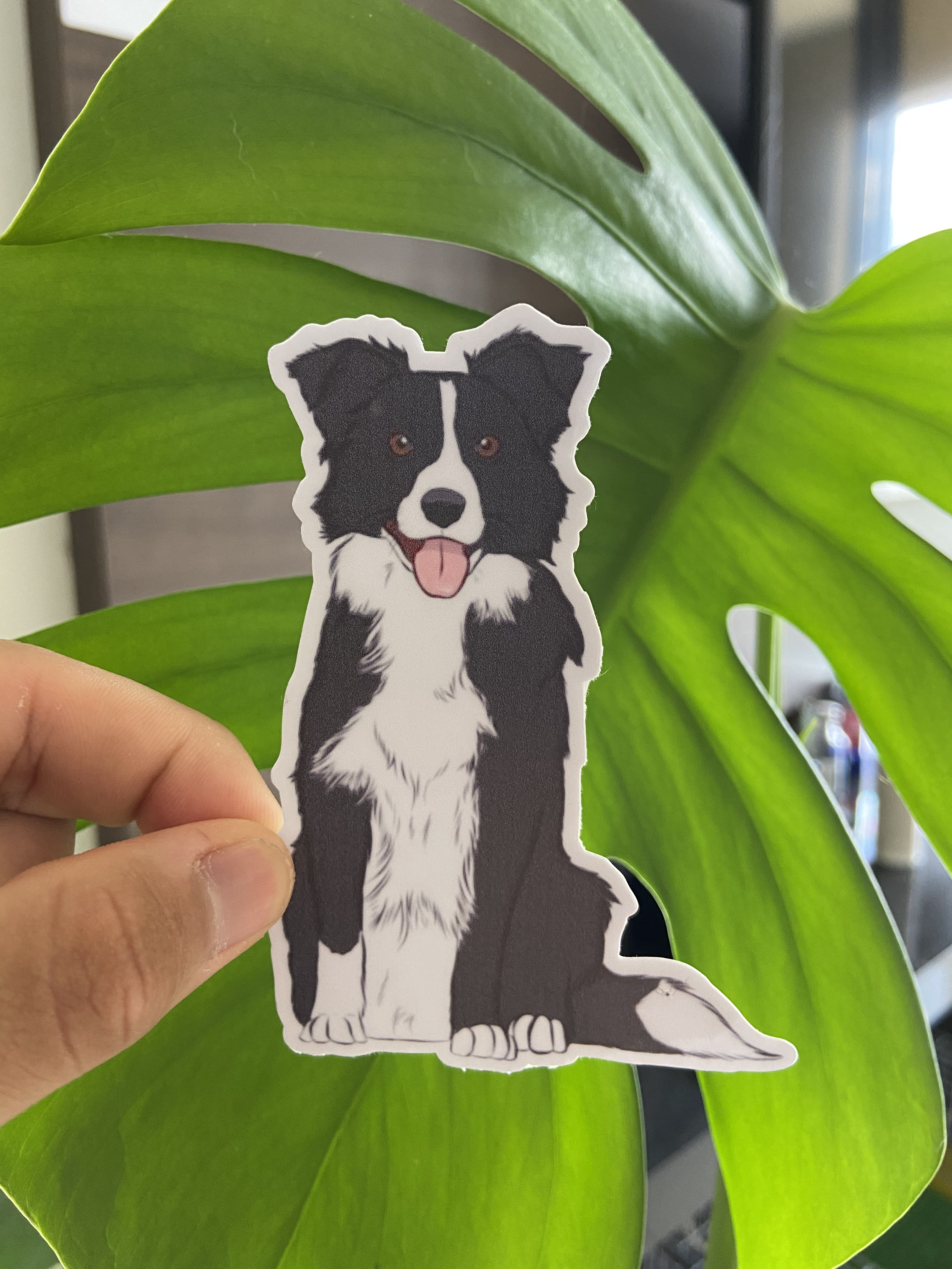 Border Collie