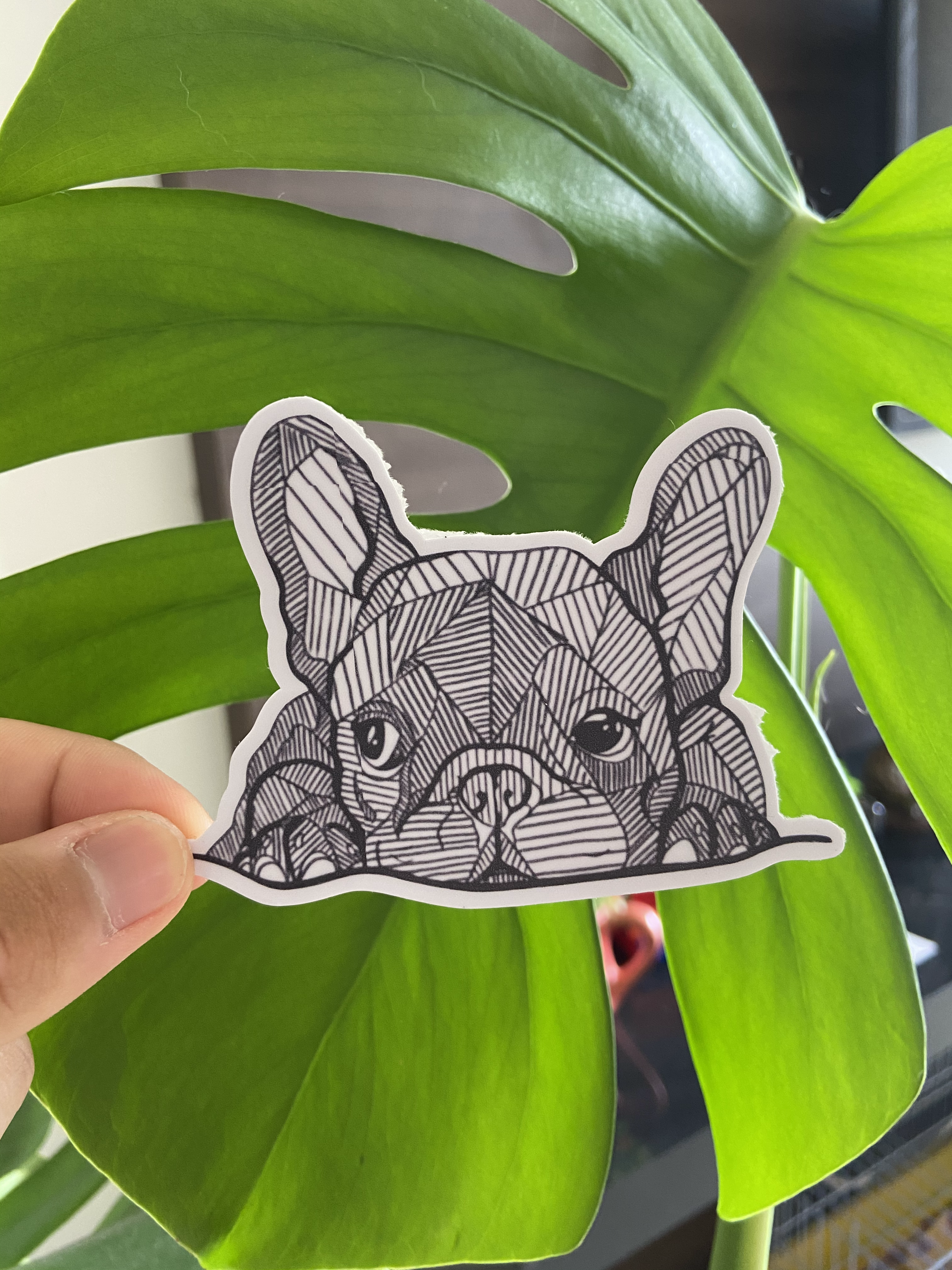 Bulldog Frances Lineal