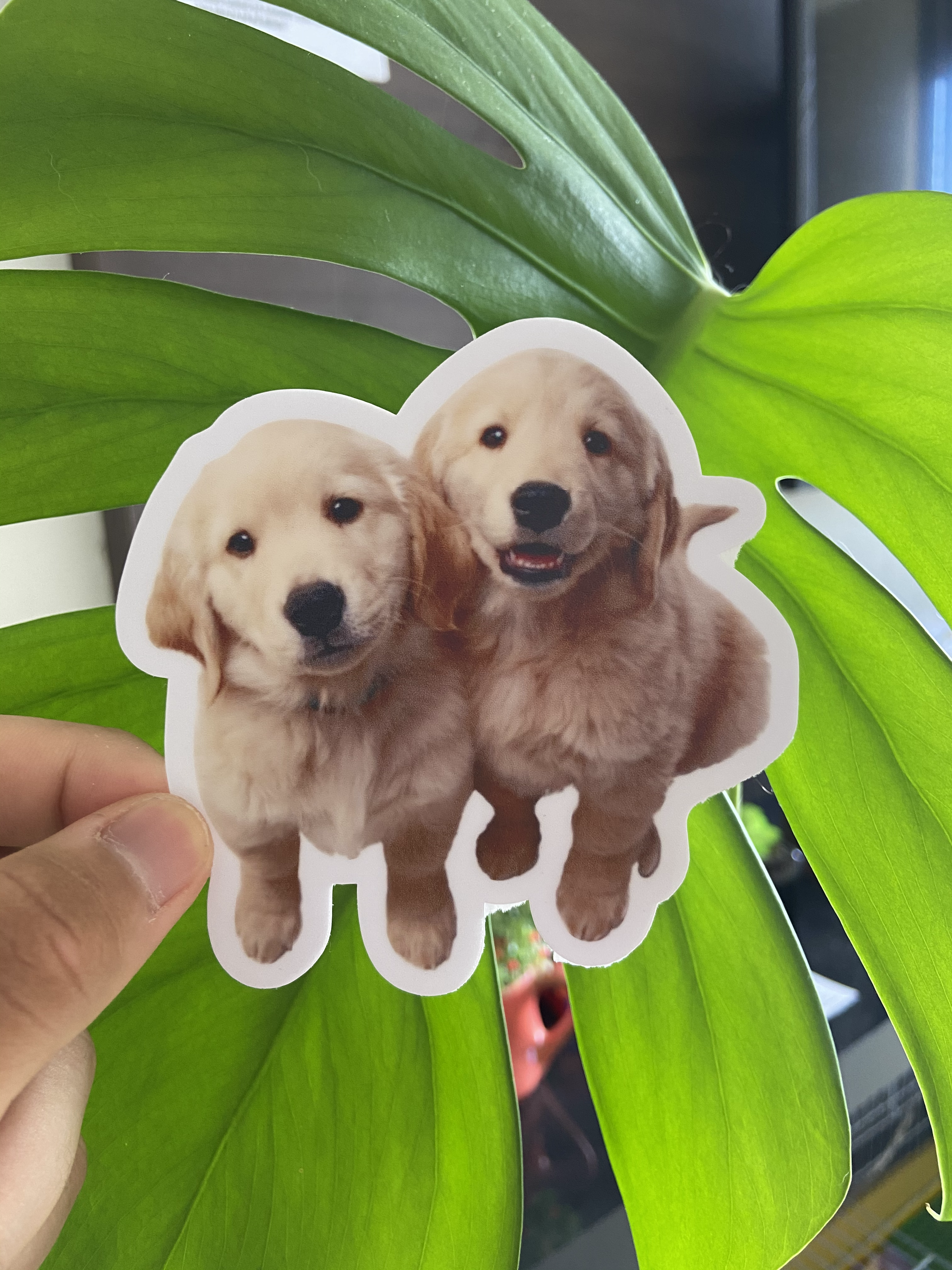 Filhotes Golden