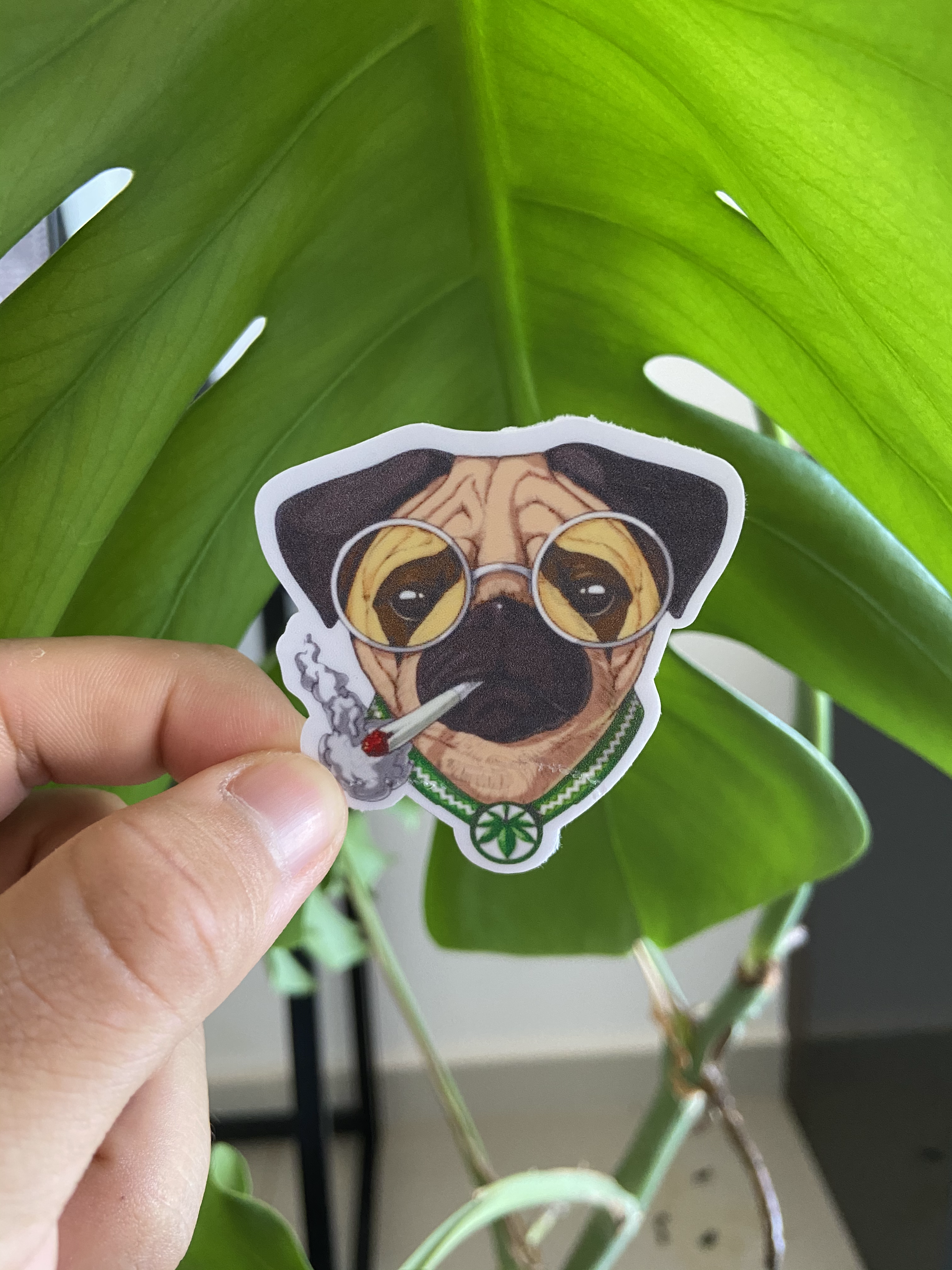 Pug Beck