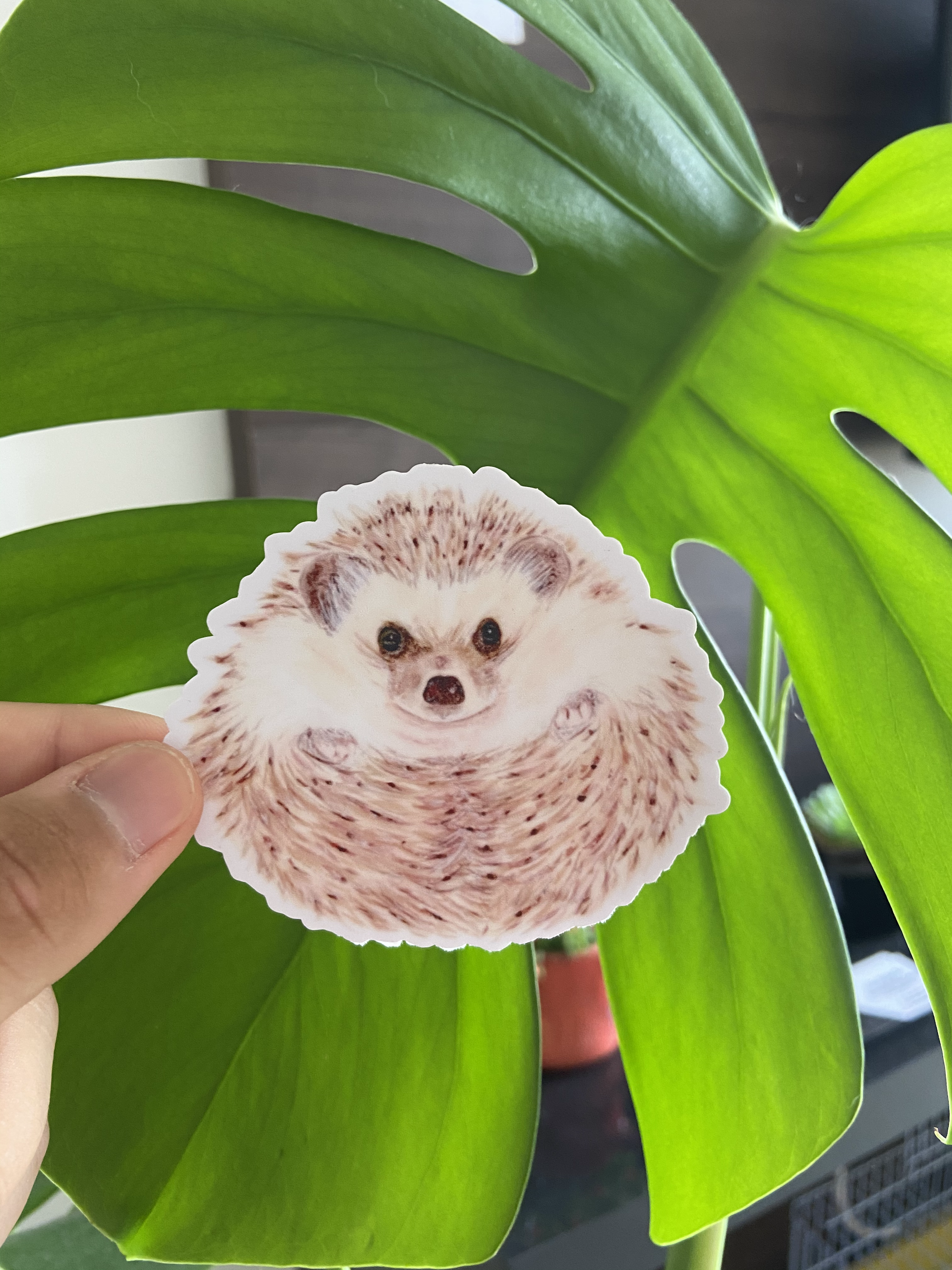 Ouriço Bolinha