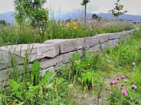 trockensteinmauer-und-nelke.jpg