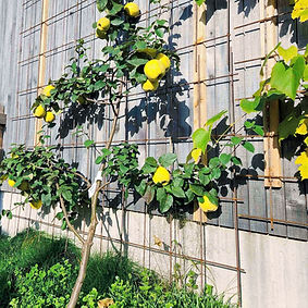 Obstbaumpflege_edited.jpg